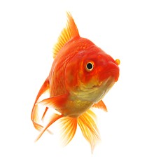 Image showing goldfish