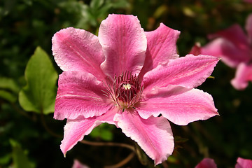 Image showing clematis with pink and white petals