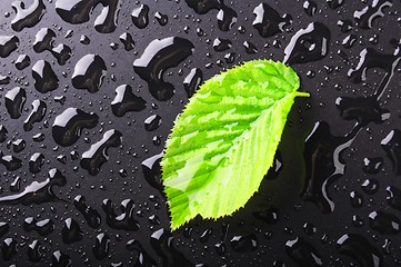 Image showing leaf and black background