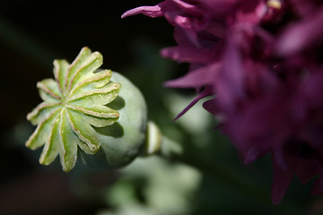 Image showing poppy seedhead