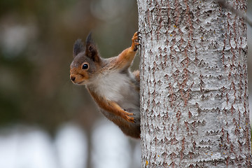 Image showing squirrel