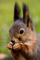 Image showing Squirrel