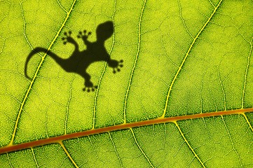 Image showing gecko shadow on leaf