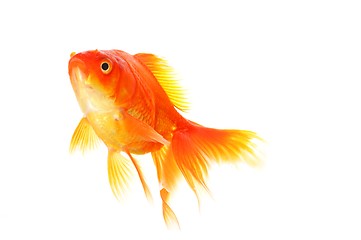 Image showing goldfish