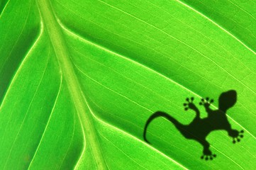 Image showing green jungle leaf and gecko