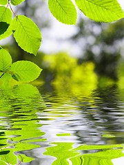 Image showing green leaf and water