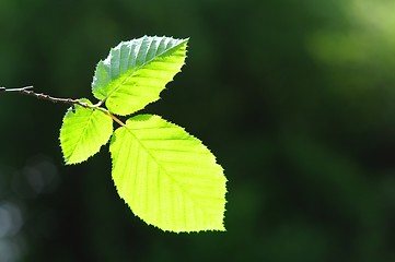 Image showing leaves