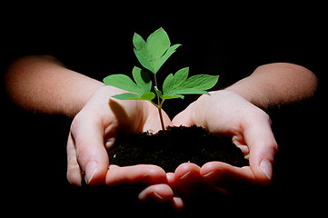 Image showing young plant with soil in hands