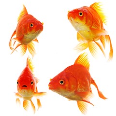 Image showing goldfish collection