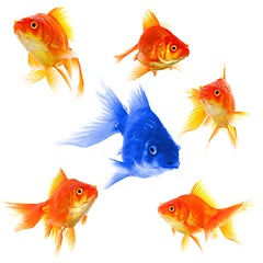 Image showing individual goldfish