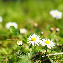Image showing daisy flower