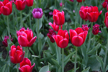 Image showing beautiful tulips