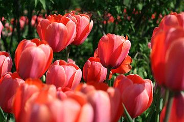 Image showing beautiful tulips