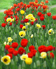 Image showing red and yellow tulips