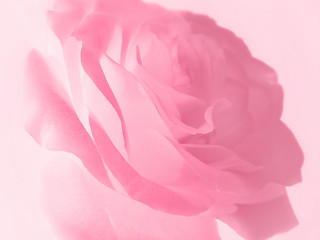 Image showing gentle pink rose background  