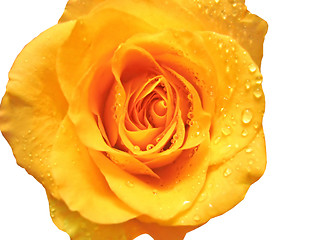 Image showing closeup of rose with water drops