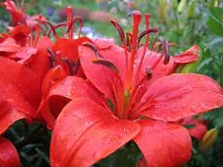 Image showing closeup of red lily