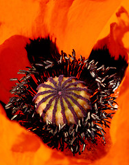 Image showing blooming red poppy close up