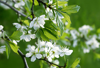 Image showing branch of a blossoming tree