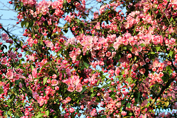 Image showing branch of a blossoming tree