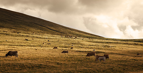 Image showing Herd of cattle at sunset