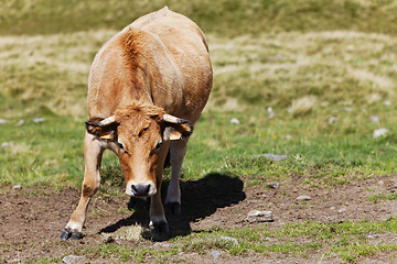 Image showing Bull in the field