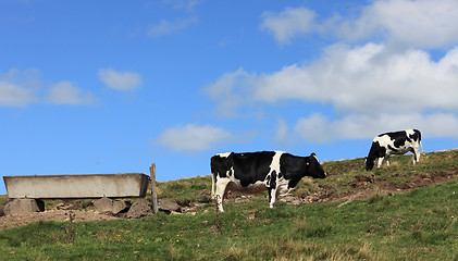 Image showing Cows grazing