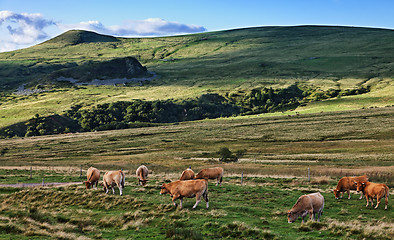 Image showing Herd of cattle