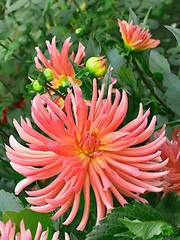 Image showing Dahlias in the flowerbed