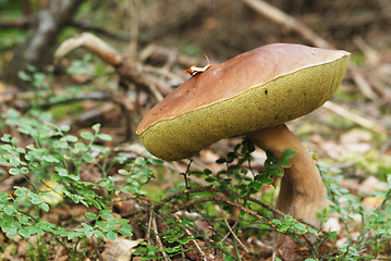 Image showing very beatiful cep in natural enviroment