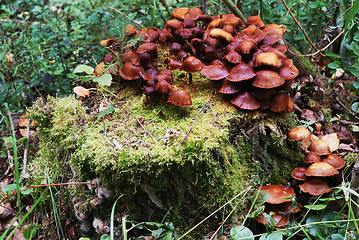 Image showing mushrooms on a treestump