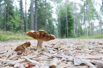 Image showing agaric mushrooms in natural enviroment