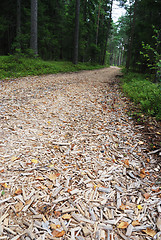 Image showing back road in forest