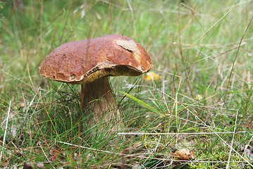Image showing very beatiful cep in natural enviroment