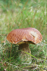 Image showing very beatiful cep in natural enviroment