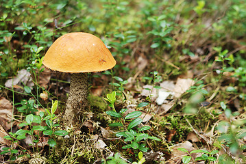 Image showing very beatiful boletus mushroom