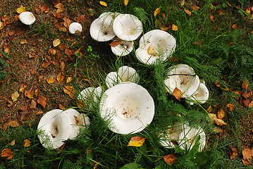 Image showing agaric mushrooms in natural enviroment