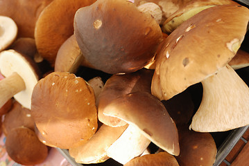 Image showing group of edible mushrooms close up