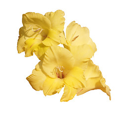 Image showing yellow gladioli over a white background