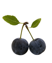 Image showing berries of sloes with leaves