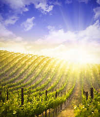 Image showing Beautiful Lush Grape Vineyard with Blue Sky and Sun
