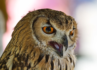 Image showing Eurasian Eagle-owl