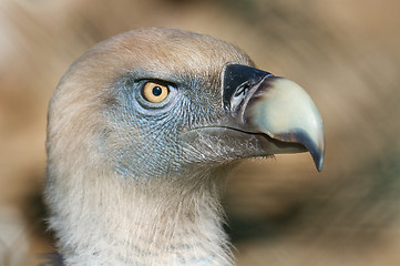 Image showing buitre leonado (Gyps fulvus)