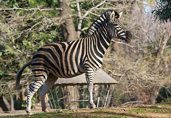 Image showing plains zebra, the plains, or just plain common