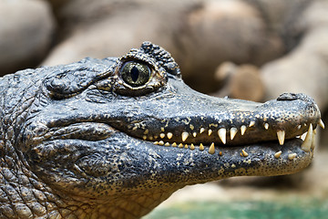 Image showing Crocodile teeth and detail of the eye, Semi hidden