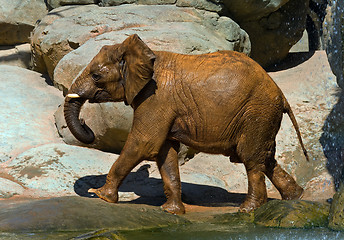 Image showing African elephant, recently bathed.