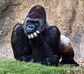 Image showing Silverback gorilla.