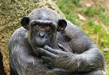 Image showing Pan, chimpanzee