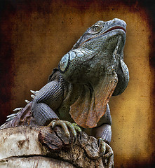 Image showing The lizard, Iguana