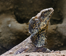 Image showing Bearded lizard